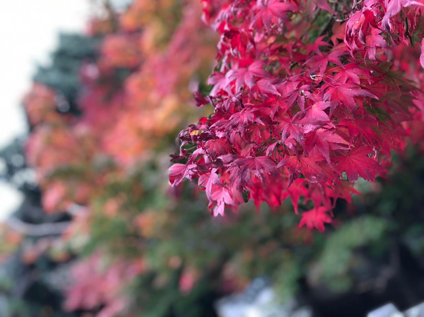 宝福寺の紅葉