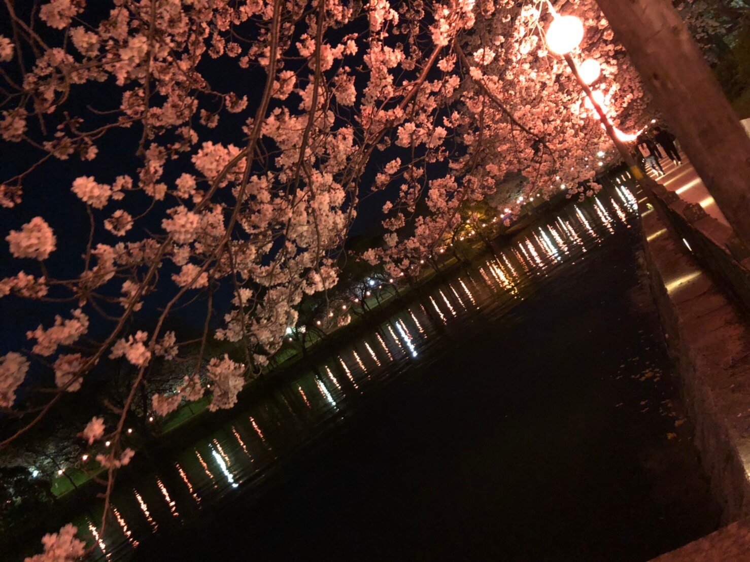 酒津公園　夜桜